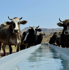 УСТОЙЧИВОЕ ЖИВОТНОВОДСТВО КАК ЗАЛОГ ЭКОНОМИЧЕСКОГО ПРОЦВЕТАНИЯ В СЕЛЬСКИХ РАЙОНАХ АРМЕНИИ