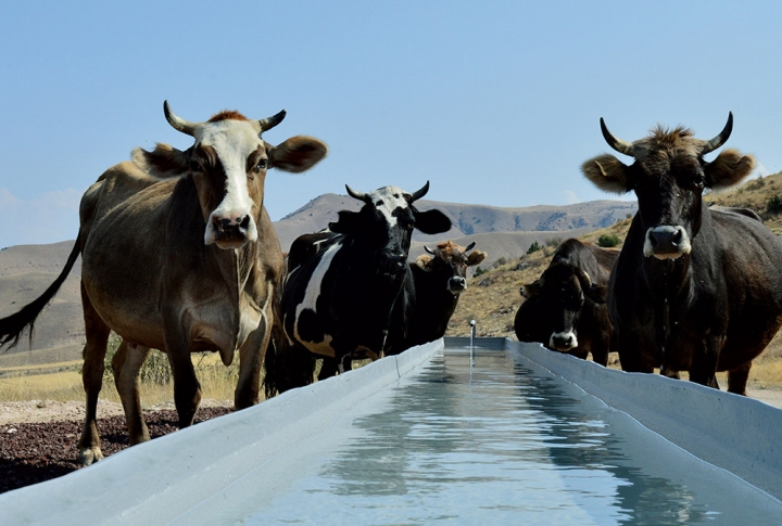 SUSTAINABLE LIVESTOCK AGRICULTURE AS A KEY TO ECONOMIC PROSPERITY IN RURAL AREAS OF ARMENIA
