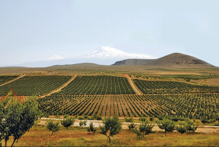 The Renaissance of Armenian Wine