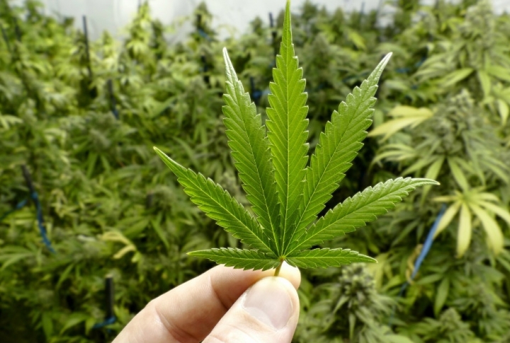 Georgia Revoked Punishment for Using Marijuana