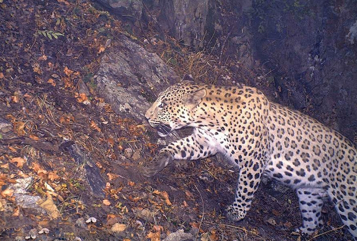 Leopard of Yenokavan