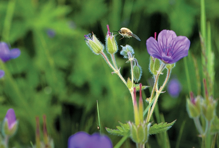 Safeguarding the Rich Biodiversity and Ecosystem Services of Pastures and Grasslands of Armenia